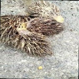 defect_train (1033).jpg