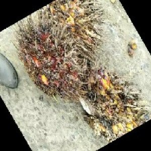 overripe_train (1009).jpg