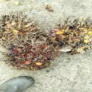 overripe_train (1010).jpg