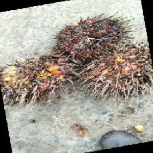 overripe_train (1017).jpg