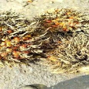 overripe_train (1021).jpg