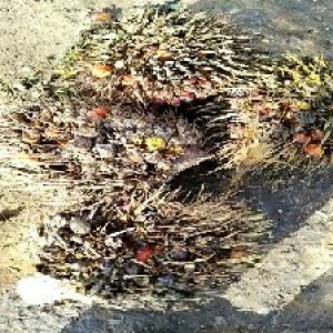 overripe_train (1028).jpg