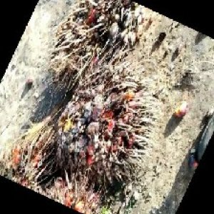 overripe_train (1034).jpg