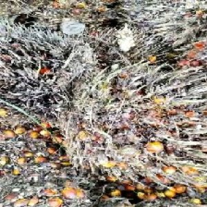 overripe_train (1039).jpg