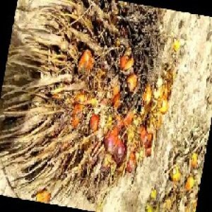 overripe_train (104).jpg