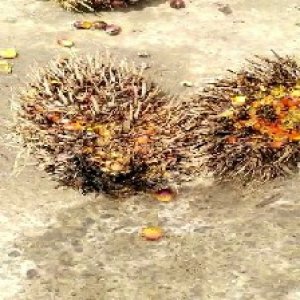 overripe_train (1093).jpg