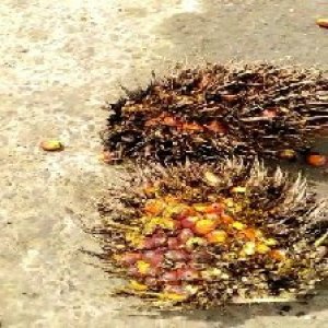 overripe_train (1096).jpg