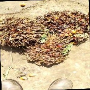 overripe_train (1100).jpg