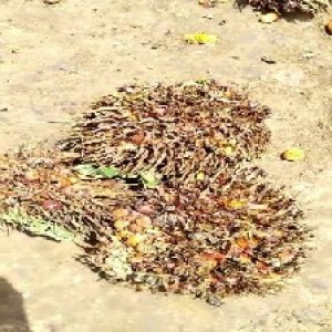 overripe_train (1101).jpg