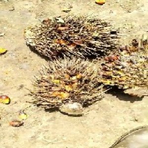 overripe_train (1104).jpg