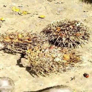 overripe_train (1105).jpg