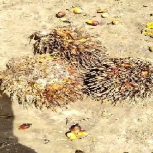 overripe_train (1110).jpg