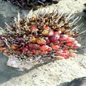 overripe_train (112).jpg