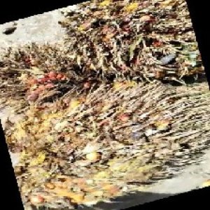 overripe_train (1124).jpg