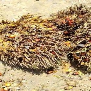 overripe_train (1125).jpg