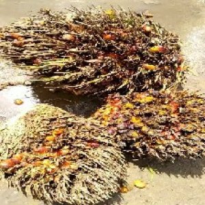 overripe_train (1127).jpg