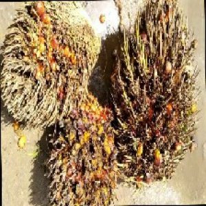 overripe_train (1128).jpg