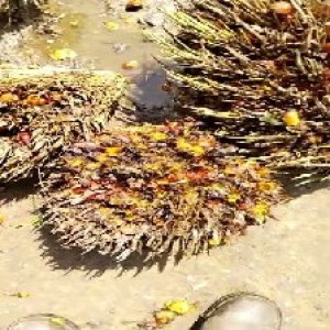 overripe_train (1131).jpg