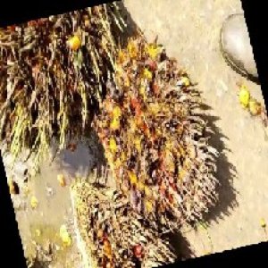 overripe_train (1132).jpg