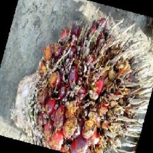 overripe_train (114).jpg