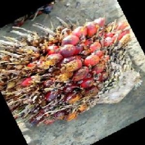 overripe_train (115).jpg