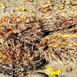 overripe_train (1151).jpg