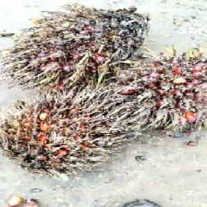 overripe_train (1157).jpg