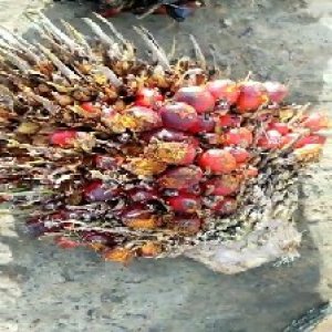 overripe_train (116).jpg