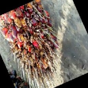 overripe_train (117).jpg