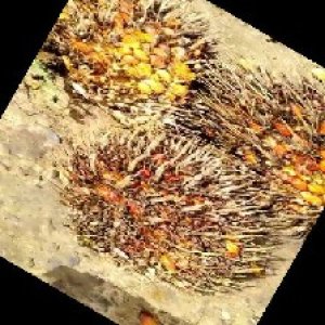 overripe_train (1181).jpg