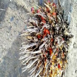 overripe_train (119).jpg