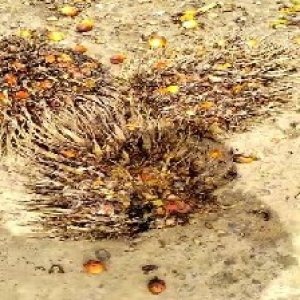 overripe_train (1191).jpg