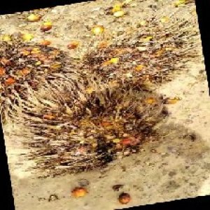 overripe_train (1192).jpg