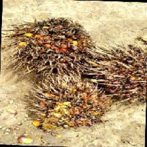 overripe_train (1195).jpg