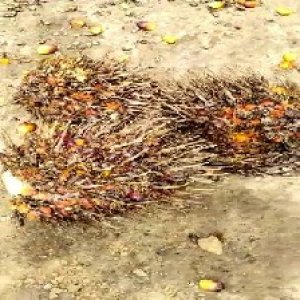 overripe_train (1199).jpg