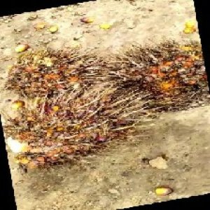 overripe_train (1200).jpg