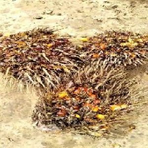 overripe_train (1202).jpg