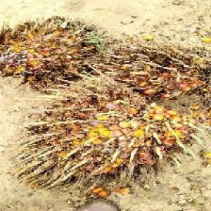 overripe_train (1203).jpg