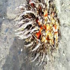 overripe_train (121).jpg