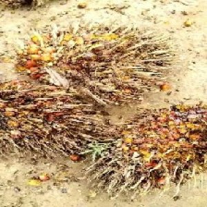 overripe_train (1210).jpg