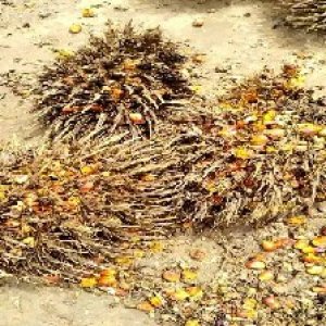 overripe_train (1211).jpg