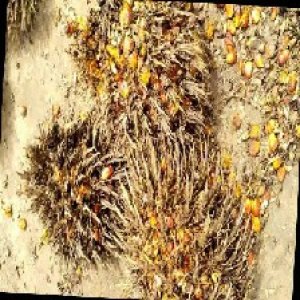 overripe_train (1212).jpg