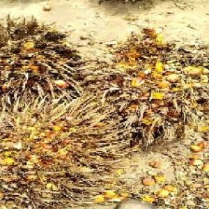 overripe_train (1213).jpg