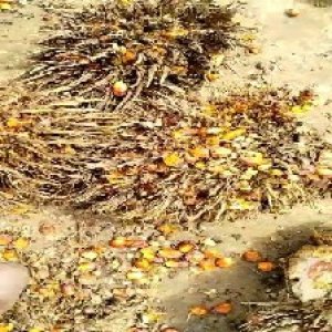 overripe_train (1216).jpg