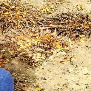 overripe_train (1218).jpg