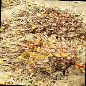 overripe_train (1220).jpg