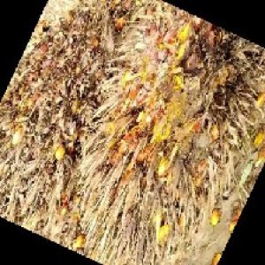 overripe_train (1221).jpg