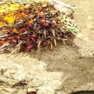 ripe_train (1000).jpg