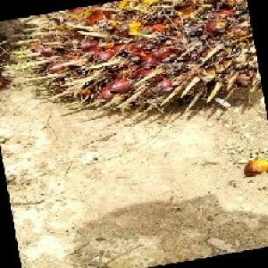 ripe_train (1002).jpg