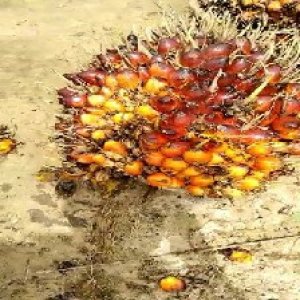 ripe_train (1012).jpg